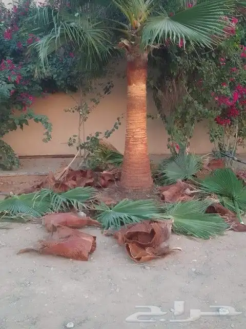لجميع أعمال النخيل والواشنطني 5