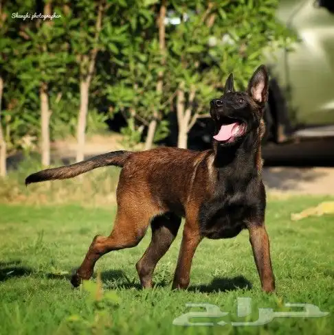 مالينو مستورد بجميع الاوراق 1