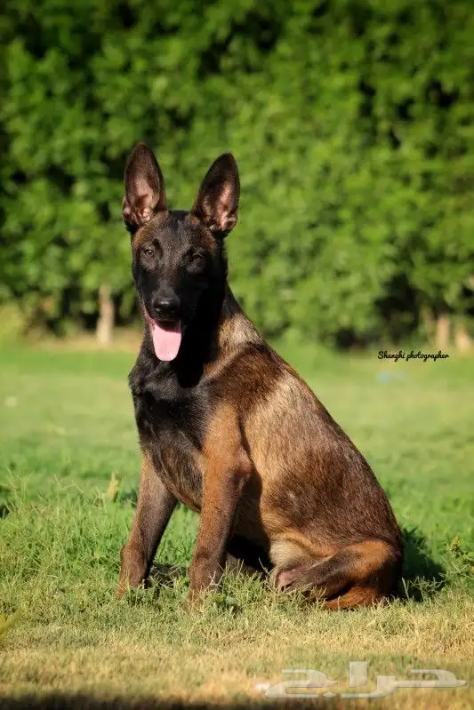 مالينو مستورد بجميع الاوراق 0