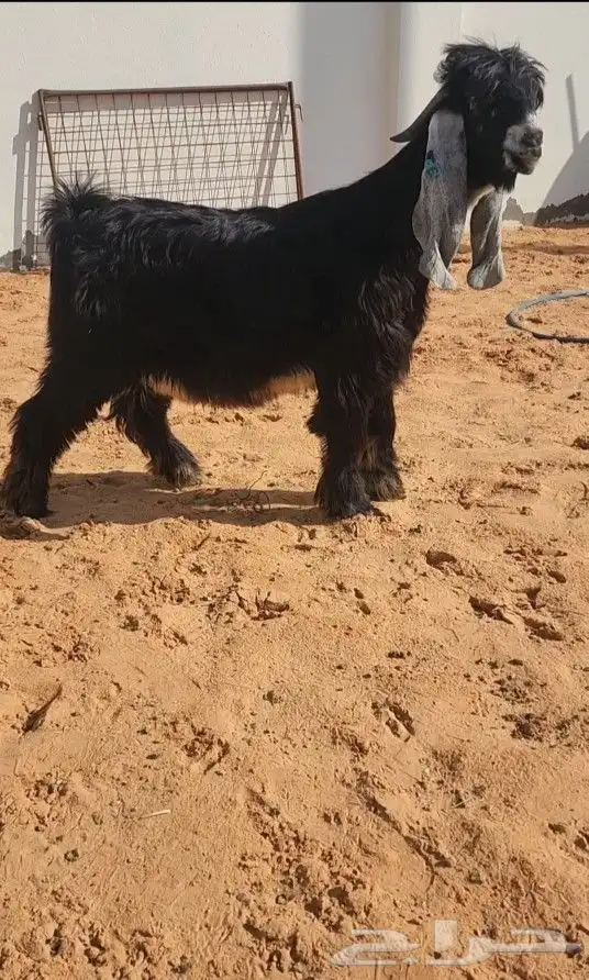 جذع عارضي خصم 1