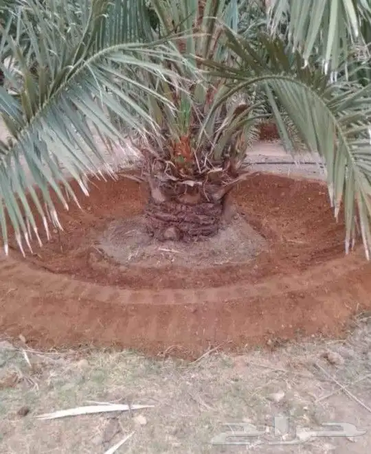 لجميع أعمال النخيل والواشنطني 6