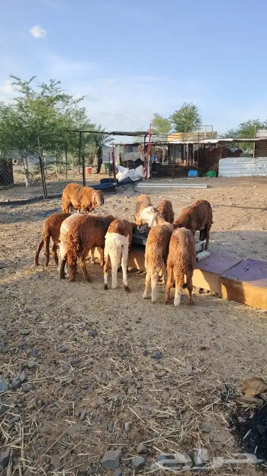 غنم سواكن جذعان 0