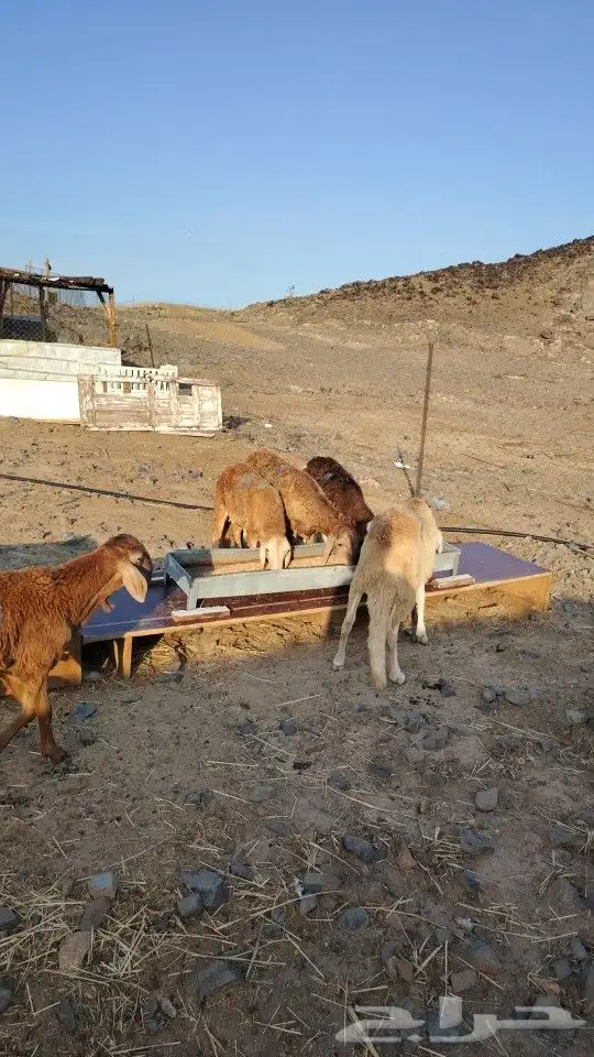 غنم سواكن جذعان 1