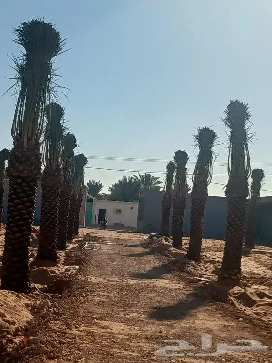 لجميع أعمال النخيل والواشنطني 4