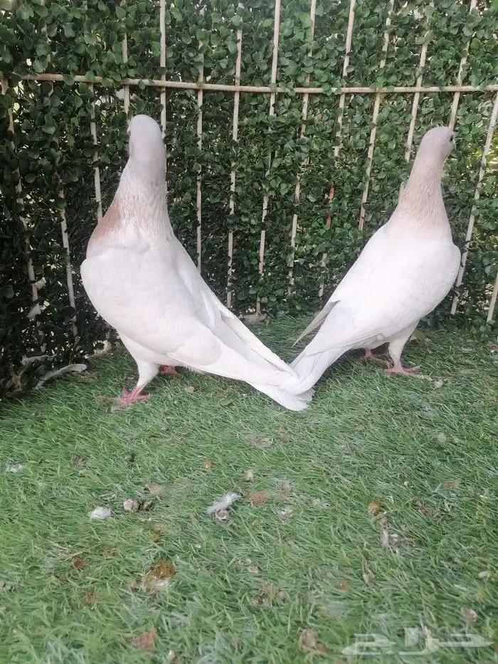 زاجل لون مميز 1