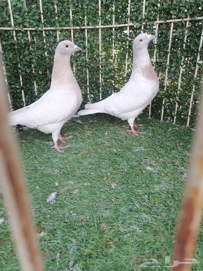 زاجل لون مميز 0