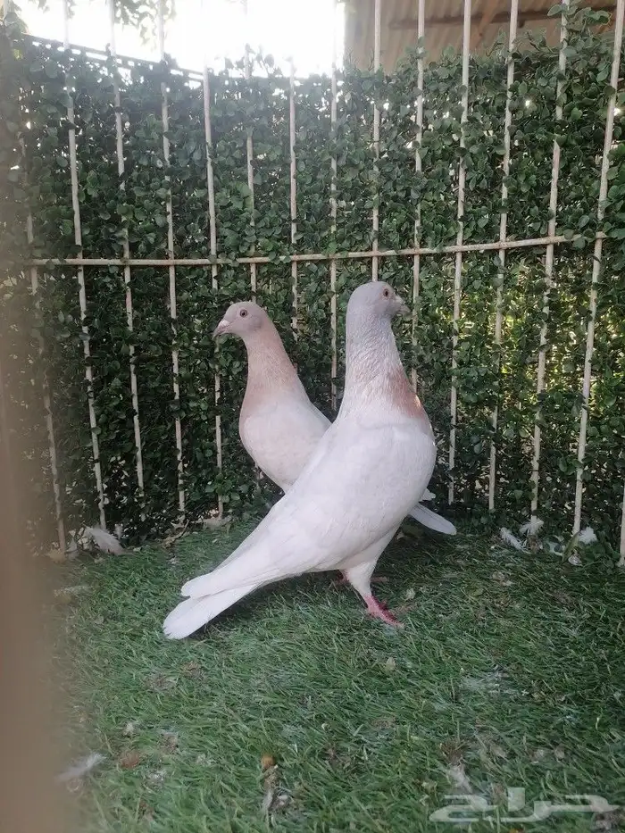 زاجل لون مميز 4