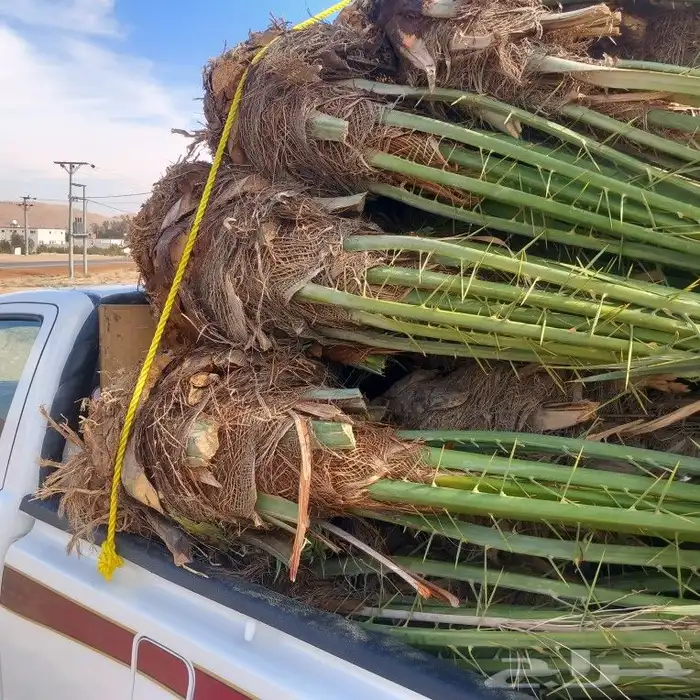 نخل القصيم المثمرة 0