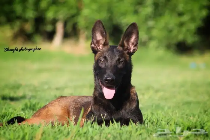 مالينو مستورد بجميع الاوراق 2