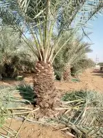 ابو ريان لتوريد انخيل 2