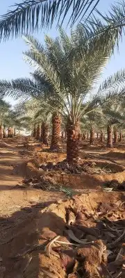 ابو ريان لتوريد انخيل 4