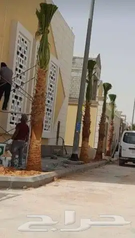 يوجد لدينا جميع انواع النخيل المثمر والزينه جميع انواعه ومقا 6