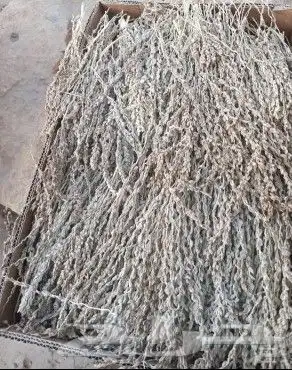 لقاح نخيل بار 0