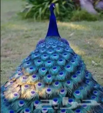 جوز فروخ طاووس ازرق 0