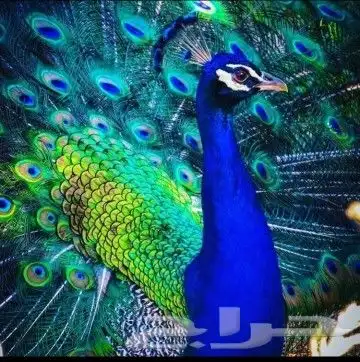 جوز فروخ طاووس ازرق 1