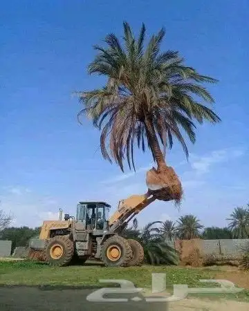 يوجد لدينا جميع انواع النخيل المثمر والزينه جميع انواعه ومقا 8