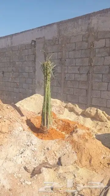 يوجد لدينا جميع انواع النخيل المثمر والزينه جميع انواعه ومقا 1