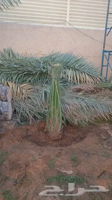 يوجد لدينا جميع انواع النخيل المثمر والزينه جميع انواعه ومقا 2