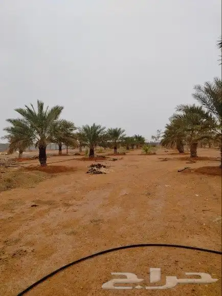 نقوم بشغل النخيل عربي وشنطني تكريب تحويض قلع غرس توريد رش من 8