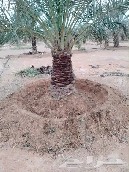 نقوم بشغل النخيل عربي وشنطني تكريب تحويض قلع غرس توريد رش من 0