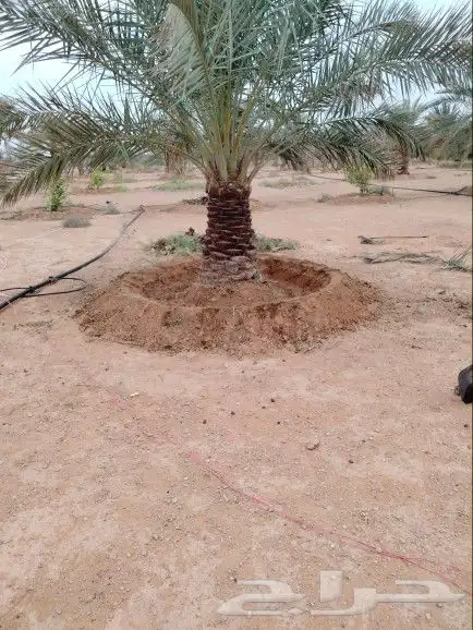 نقوم بشغل النخيل عربي وشنطني تكريب تحويض قلع غرس توريد رش من 5