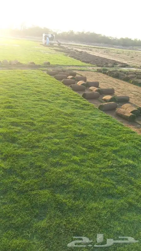 نجيل طبيعي 9