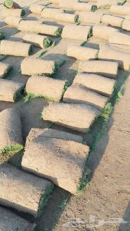 نجيل طبيعي 1