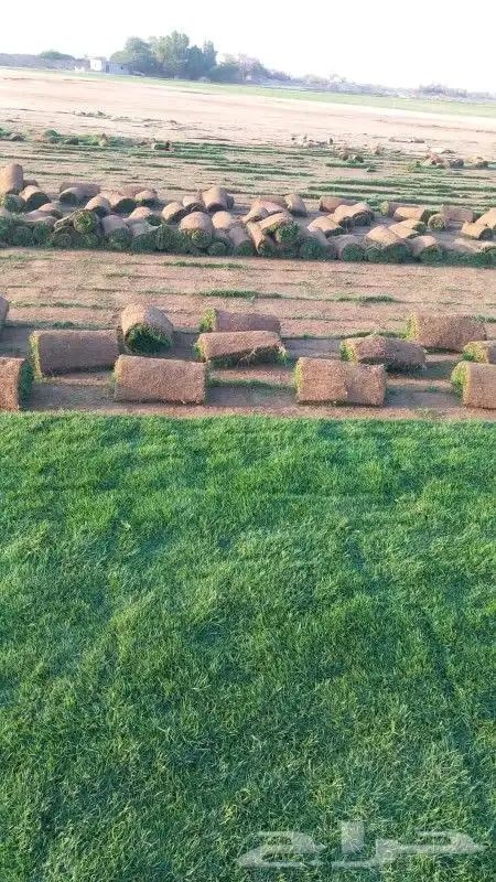 نجيل طبيعي 0