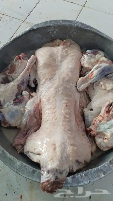 طبخ طلي حري ذبيحة مفطح 1