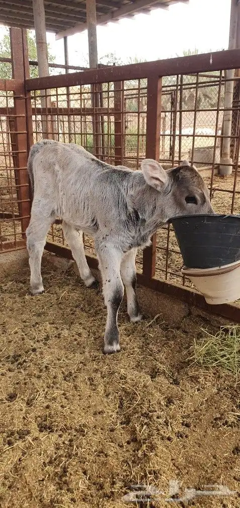 بقره عجله داغور المانيه 2
