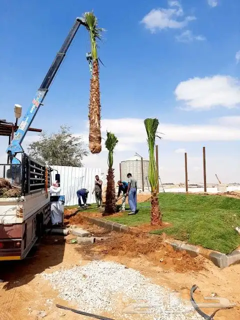 يوجد لدينا جميع انواع النخيل المثمر والزينه جميع انواعه ومقا 5