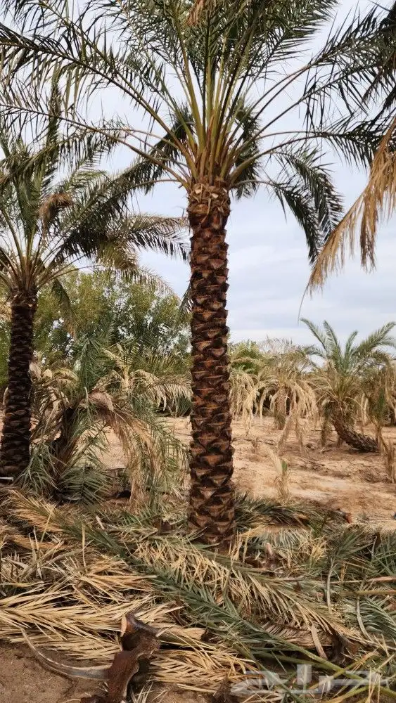 نخل للبيع جثايث للبيع فروخ للبيع 0