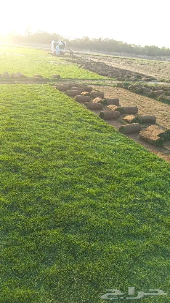 نجيل طبيعي 4