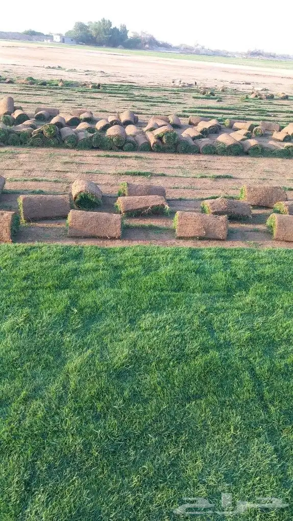 نجيل طبيعي 3