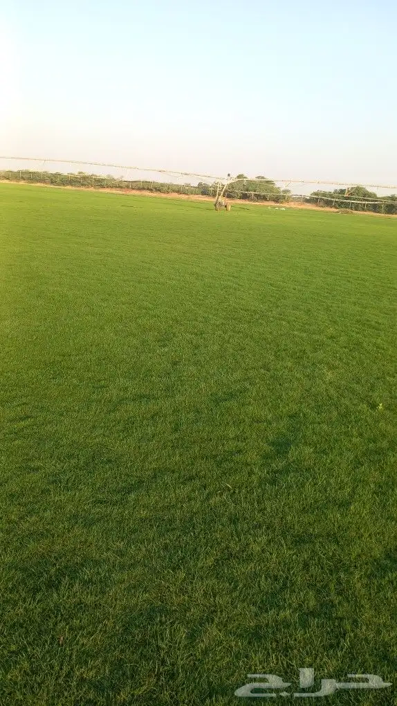 نجيل طبيعي 2