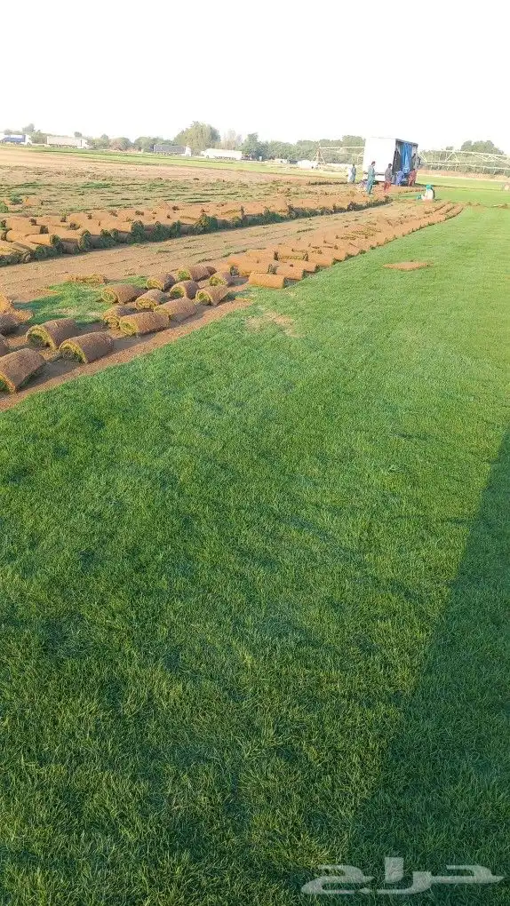 نجيل طبيعي 5