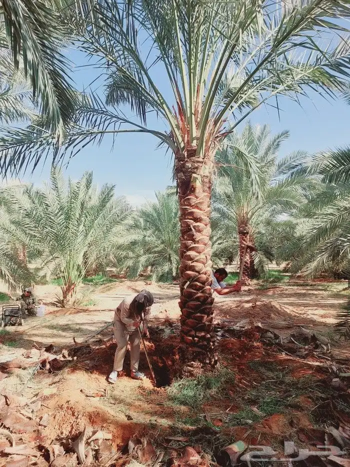 يوجد لدينا جميع انواع النخيل المثمر والزينه جميع انواعه ومقا 3