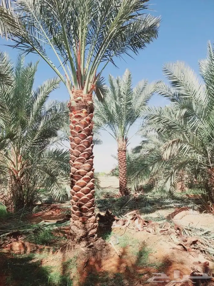 يوجد لدينا جميع انواع النخيل المثمر والزينه جميع انواعه ومقا 4