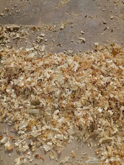 نشاره اسطبل خيل ودجاج 1