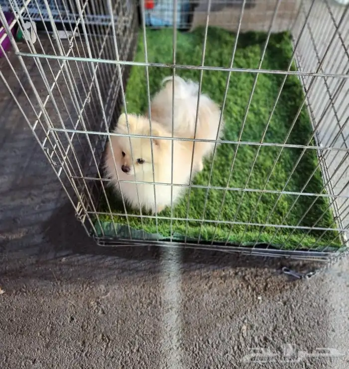 كلب بومرينيان Pomeranian مستوى عالي 0