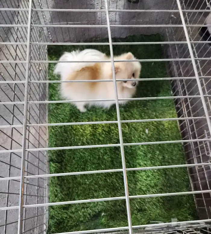كلب بومرينيان Pomeranian مستوى عالي 3