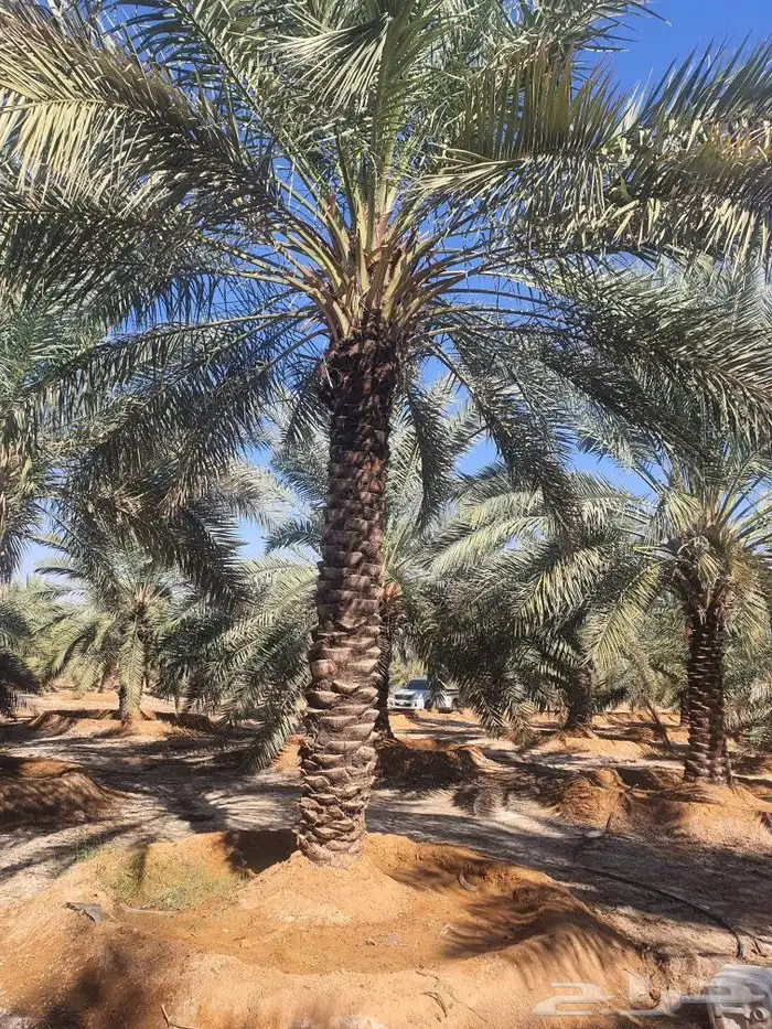 نخيل للبيع المثمر وزينه 5