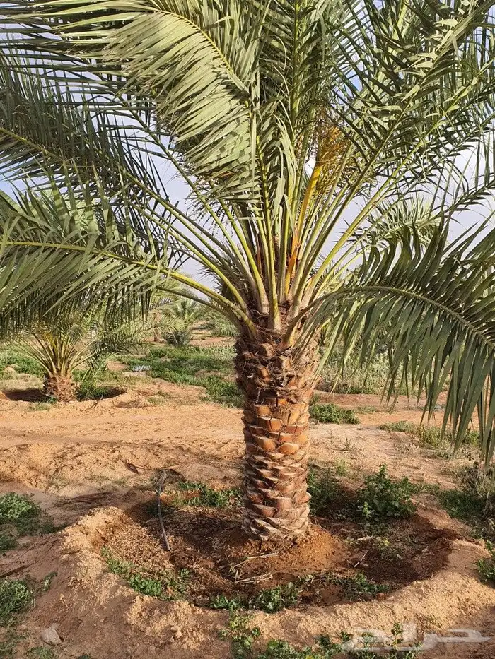 نخيل للبيع المثمر وزينه 3