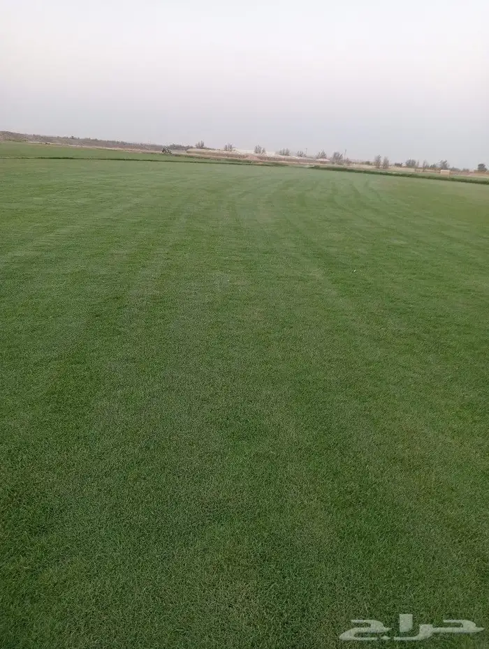 ثيل سئ 2000صافي وطبيعي الموقع الخرج 0