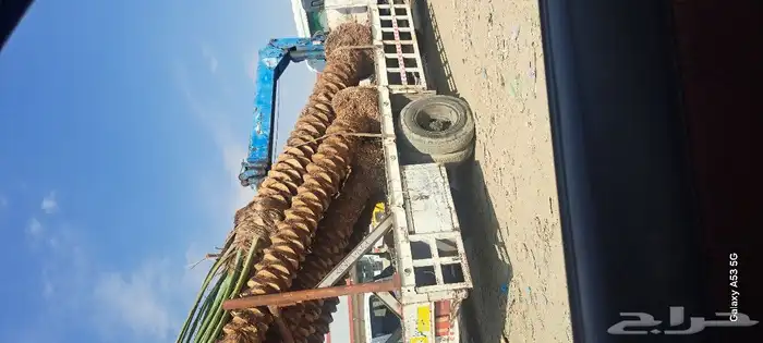 نخل للبيع مكه المكرمه جده 0