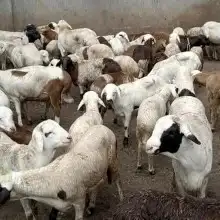نوفر لموسم رمضان والحج باذن الله اغنام 24