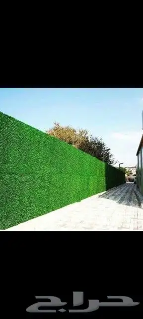 زراعه نخيل 4