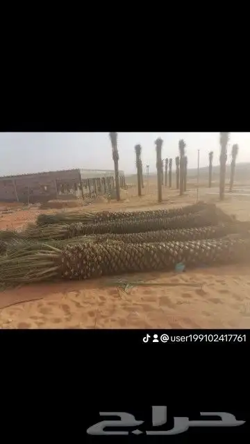 تركيب شبوك وزراعه النخيل والاشجار و بيت شعر 2