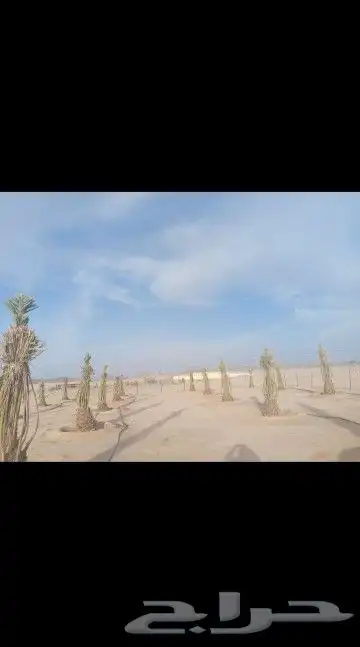تركيب شبوك وزراعه النخيل والاشجار و بيت شعر 4