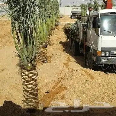 تنسيق حدائق جدة و مكه 11